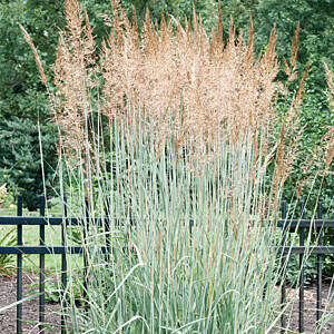 PRAIRIE SKY SWITCH GRASS (PANICUM VIRGATUM 'PRAIRIE SKY')