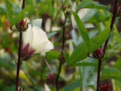 PULICHA KEERAI GREEN ( KENAF LEAVES )
