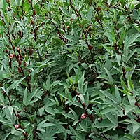 PULICHA KEERAI RED ( KENAF LEAVES )