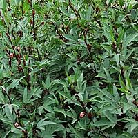 PULICHA KEERAI RED ( KENAF LEAVES )