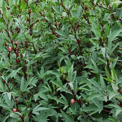 PULICHA KEERAI RED ( KENAF LEAVES )