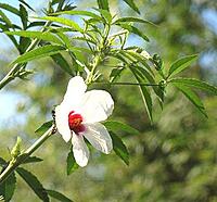 PULICHA KEERAI GREEN ( KENAF LEAVES )