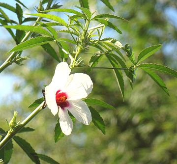 PULICHA KEERAI GREEN ( KENAF LEAVES )