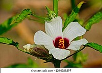 PULICHA KEERAI RED ( KENAF LEAVES )