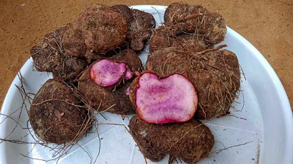 Purple Yam | இராசவள்ளி கிழங்கு