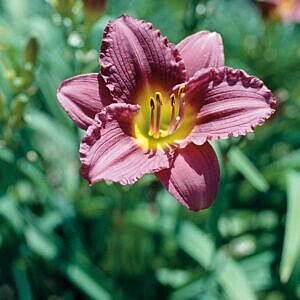 PURPLE D'ORO DAYLILY (HEMEROCALLIS 'PURPLE D'ORO')