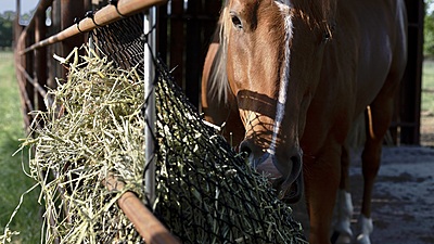 Hay Chix Panel Feeder