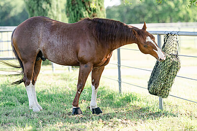 Hay Chix Panel Feeder