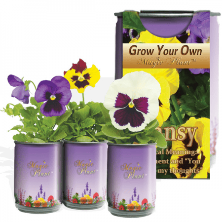 Pansy Flower Growing Kit