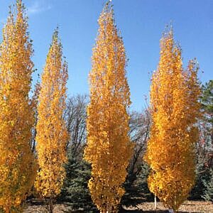 PARKLAND PILLAR COLUMNAR BIRCH (BETULA PLATYPHYLLA 'JEFPARK')