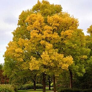 PATMORE GREEN ASH (FRAXINUS PATMORE)