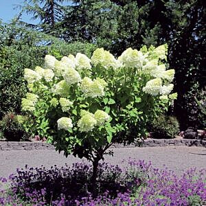 PEE GEE HYDRANGEA (HYDRANGEA PAN. GRANDIFLORA PEE GEE) PEE GEE HYDRANGEA (HYDRANGEA PAN. GRANDIFLORA PEE GEE)