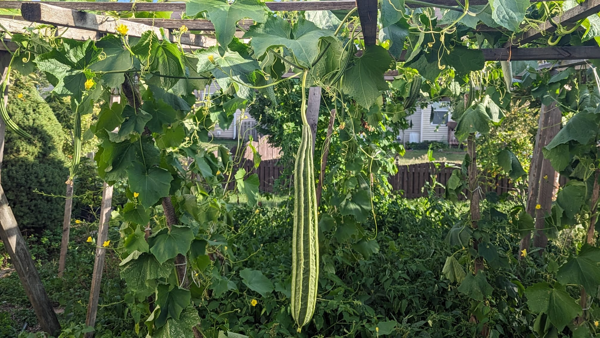PEERKANKAI - RIDGE GOURD (பீர்க்கங்காய்)