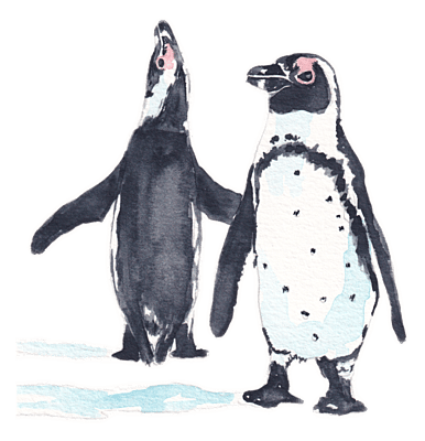 Completed African Penguin watercolour painting from the Wilde Watercolours activity kit