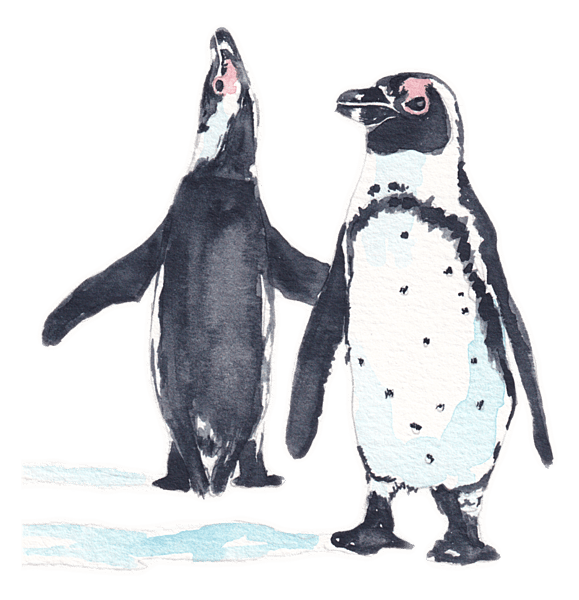 Completed African Penguin watercolour painting from the Wilde Watercolours activity kit