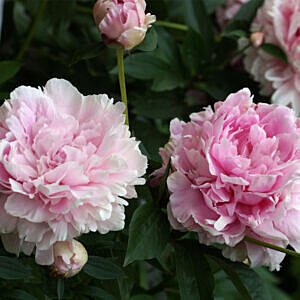 DOUBLE PINK PEONY (PAEONIA LACTIFLORA ‘DOUBLE PINK’)