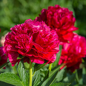 DOUBLE RED PEONY (PAEONIA LACTIFLORA ‘DOUBLE RED’)