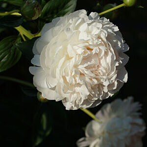 DOUBLE WHITE PEONY