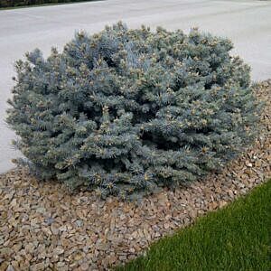 GLOBE BLUE SPRUCE (PICEA PUNGENS 'GLAUCA GLOBOSA')