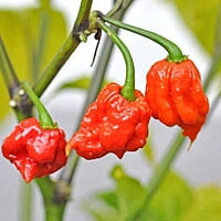 Carolina Reapers frais Carolina Reapers frais