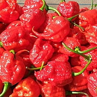 Carolina Reapers frais Carolina Reapers frais