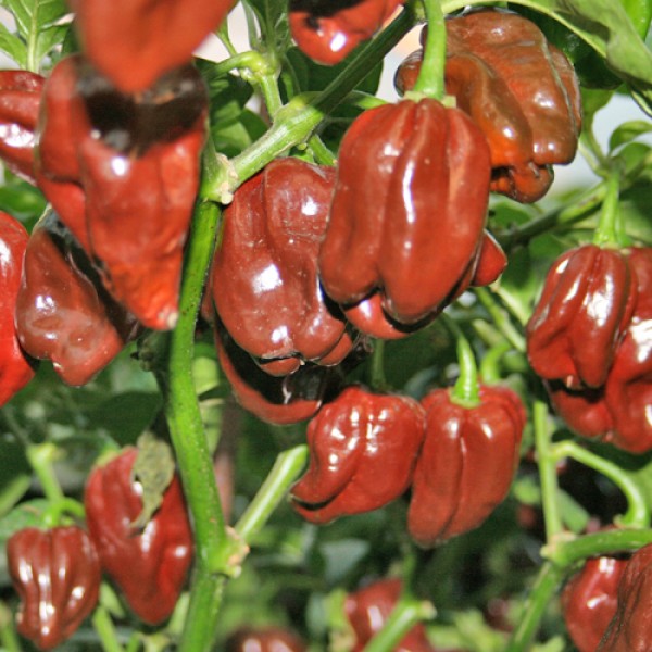 Assortiment de piments frais Assortiment de piments frais