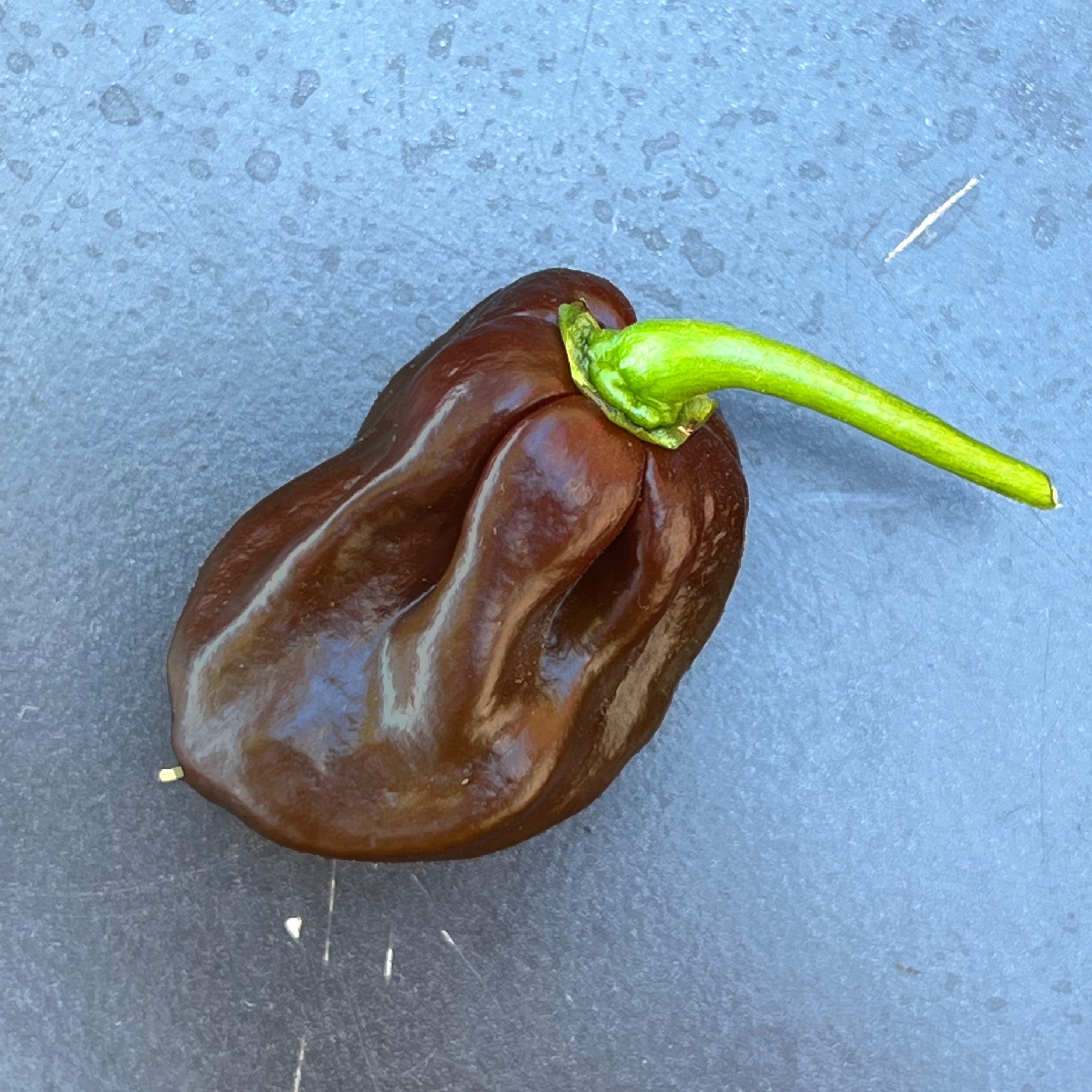 Piments Habaneros frais Piments Habaneros frais