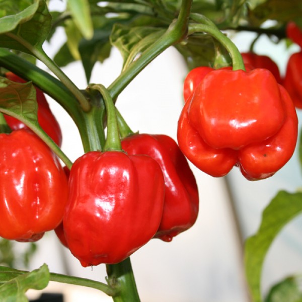 Assortiment de piments frais Assortiment de piments frais