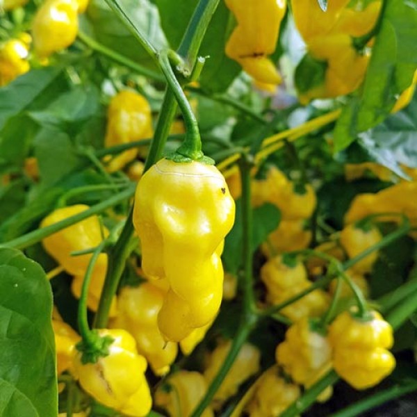 Assortiment de piments frais Assortiment de piments frais