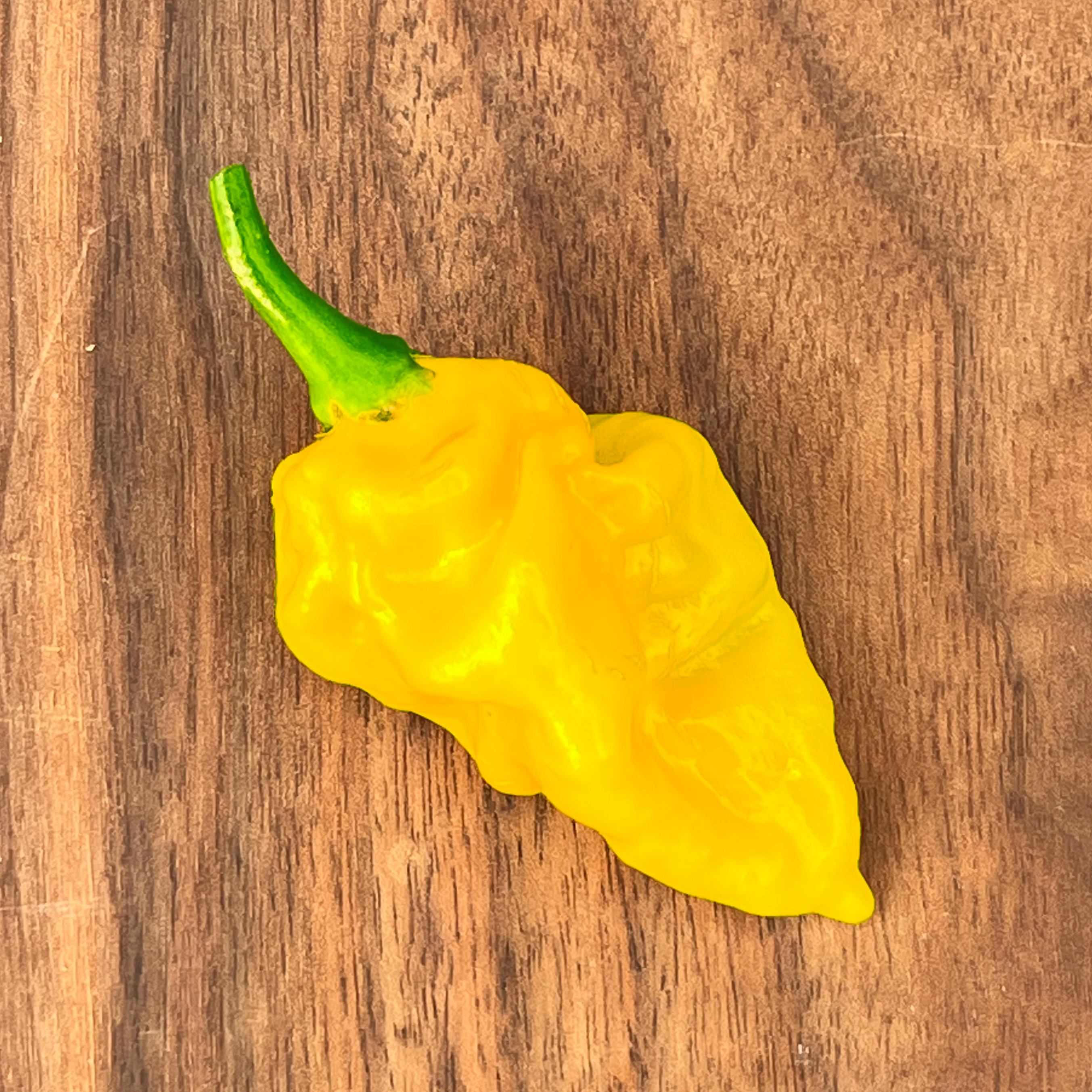 Piments Habaneros frais Piments Habaneros frais