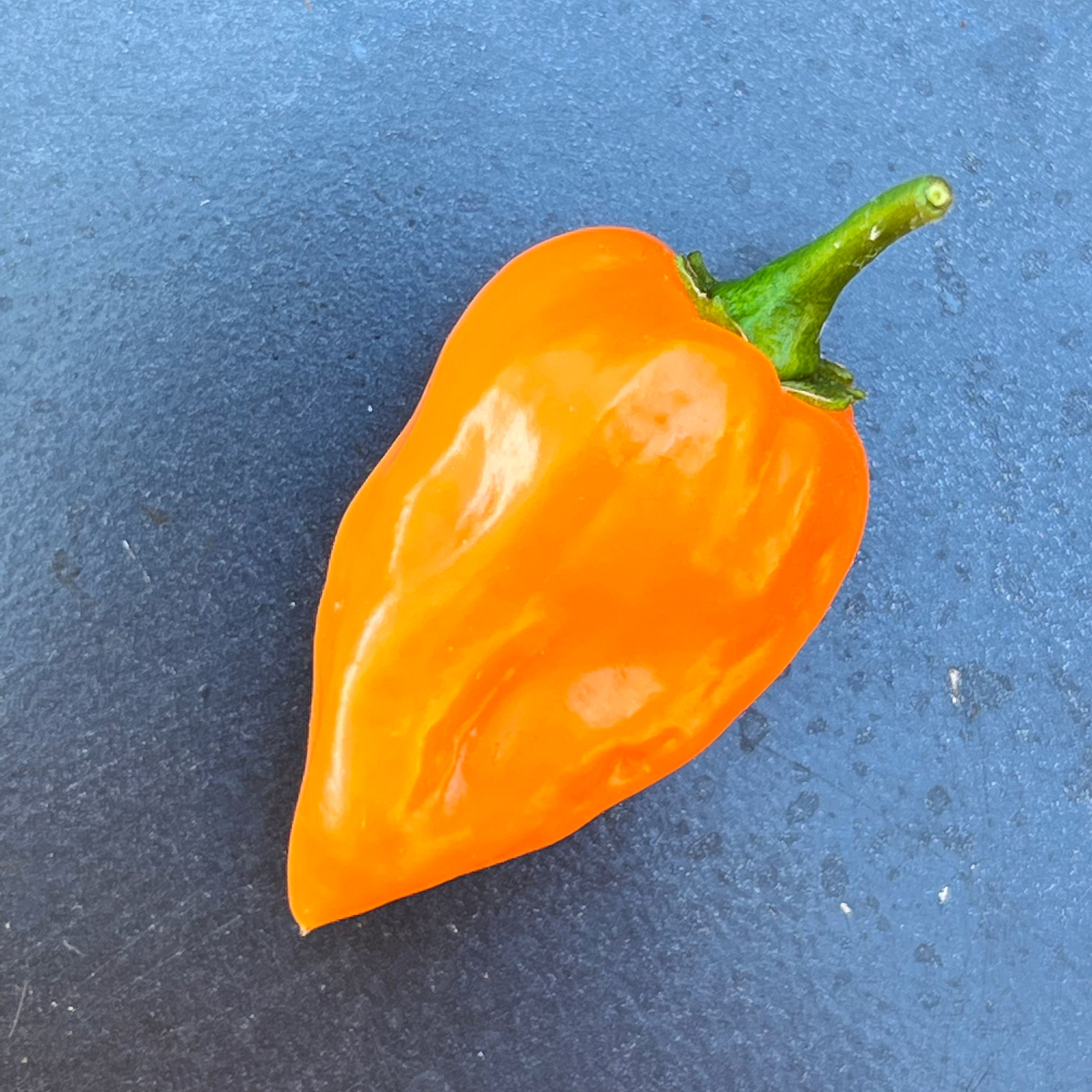 Piments Habaneros frais Piments Habaneros frais