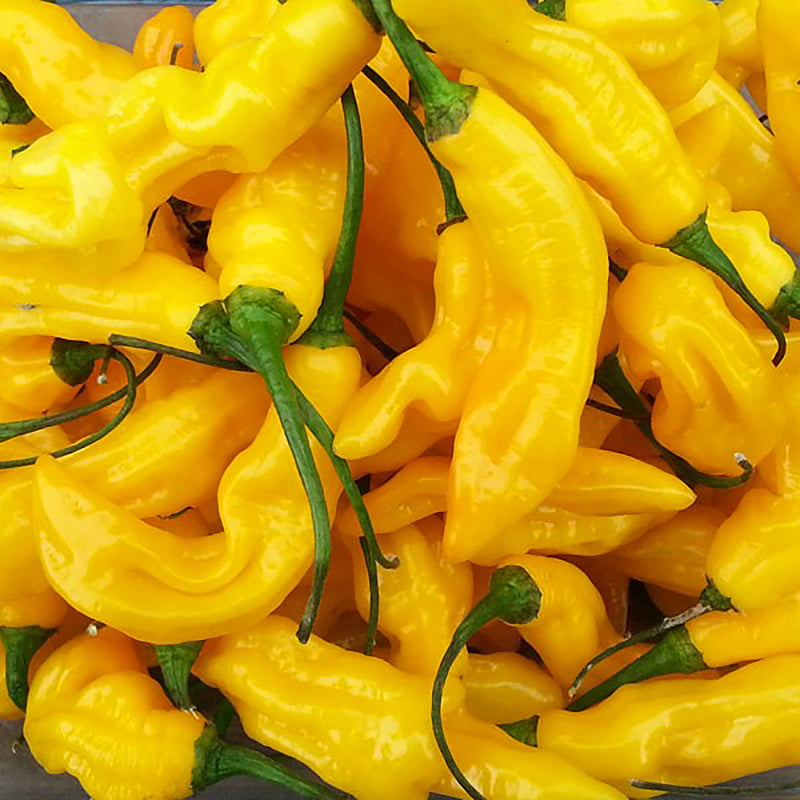 Piments habaneros frais Piments habaneros frais