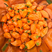 Piments habaneros frais Piments habaneros frais
