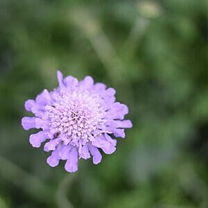 BLUE PINCUSHION (SCABIOSA COLUMBARIA ‘FLUTTER™ DEEP BLUE’)