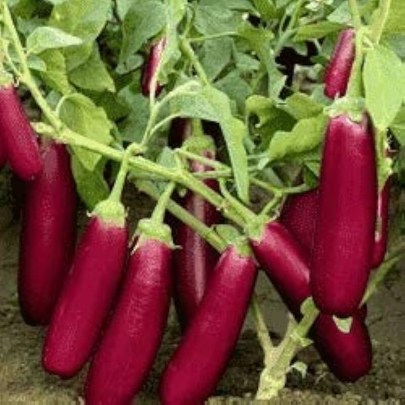 Pink Long Brinjal  | பிங்க் நீட்ட கத்தரி