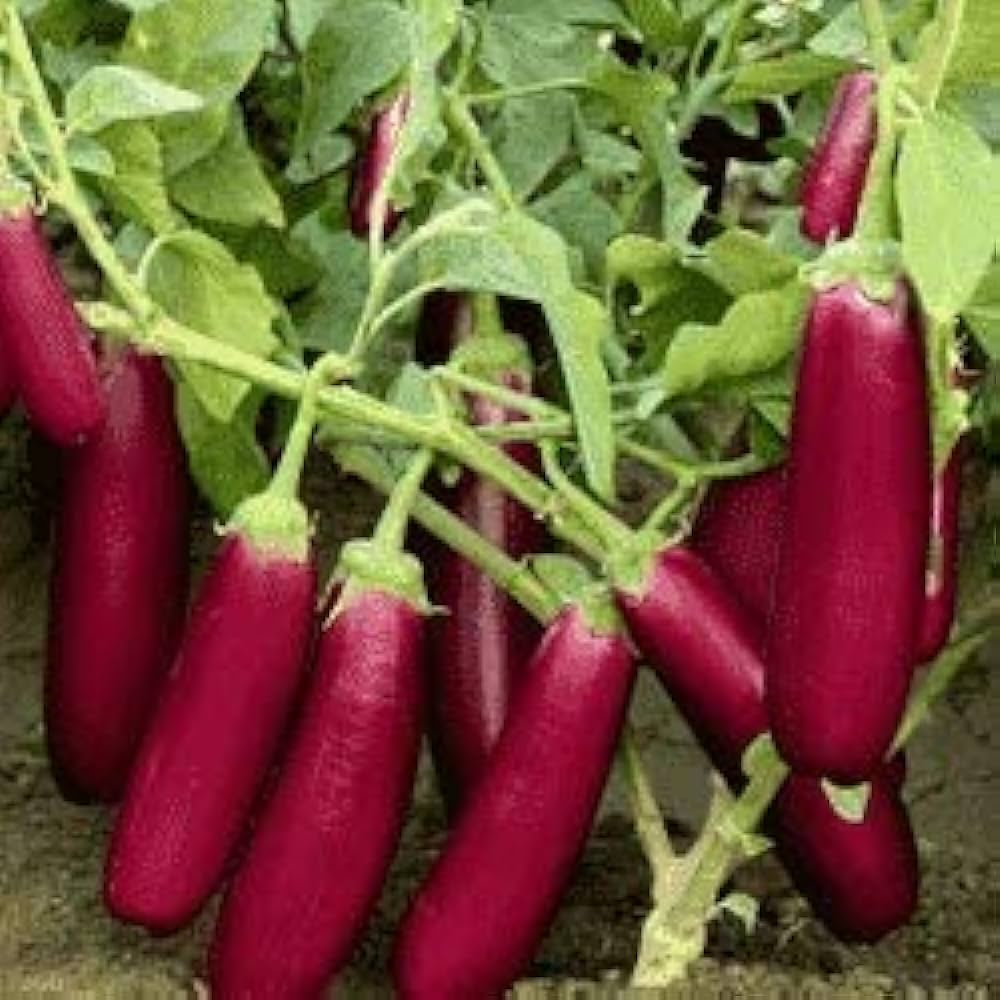 Pink Long Brinjal  | பிங்க் நீட்ட கத்தரி