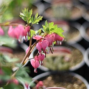 PINK BLEEDING HEART (DICENTRA SPECTABILIS)