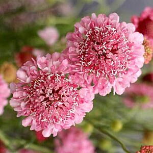 PINK PINCUSHION (SCABIOSA COLUMBARIA 'ROSE PINK')