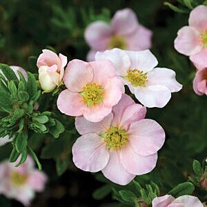 PINK BEAUTY POTENTILLA (POTENTILLA  FRUTICOSA 'PINK BEAUTY' PBR0172, PP987)