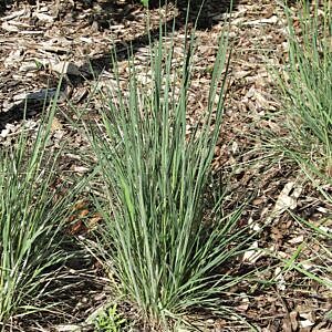 PRAIRIE JUNEGRASS (KOELERIA MACRANTHA)