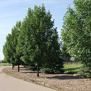 PRAIRIE SPIRE™ GREEN ASH (FRAXINUS  PENNSYLVANICA  RUGBY)