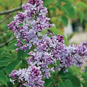 PRESIDENTS GREVY FRENCH LILAC (SYRINGA VULGARIS 'PRESIDENTS GREVY')