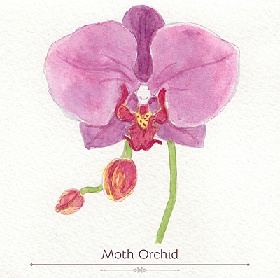 Moth Orchid Product Display Card