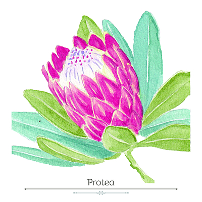 Protea Product Display Card