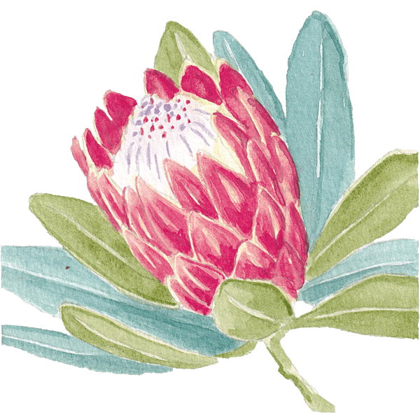 Protea
