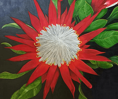 PROTEAS by Louise PROTEAS by Louise