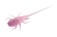 13 Fishing B.A.M.F. 13 Fishing B.A.M.F.