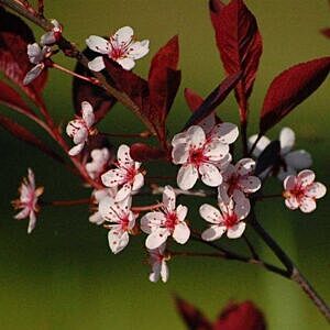 PURPLE LEAF SAND CHERRY (PRUNUS CISTENA)