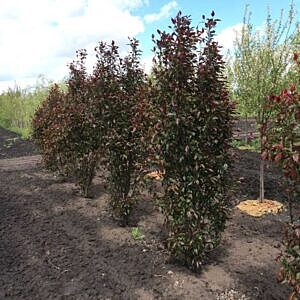PURPLE SPIRE® COLUMNAR CRAB (MALUS X ADSTRINGENS 'JEFSPIRE ')