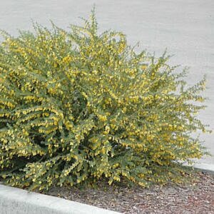 PYGMY CARAGANA (CARAGANA PYGMAEA)